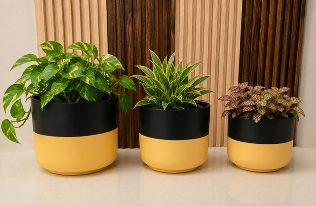 Pots & Planters for Home & Garden | Ceramic, Resin & Decorative Planters | PCTKART - Pctkart