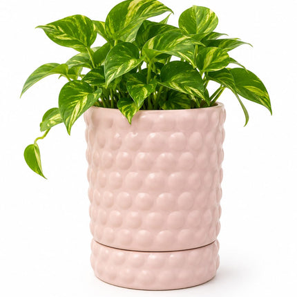 Pink Bubble Texture Ceramic Planter Pot with Tray for Indoor Plants