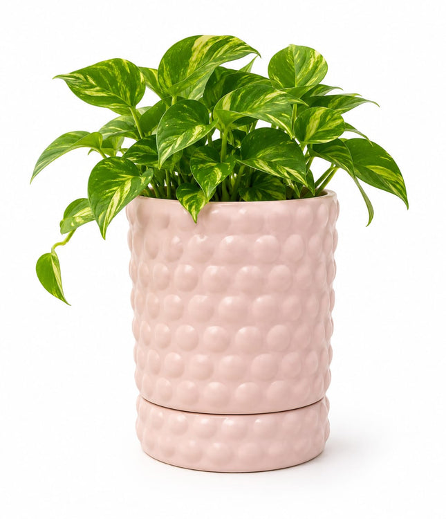 Bubble Texture Ceramic Planter Pot with Tray | Pink Decorative Pot for Indoor Plants, Home Decor & Balcony Decoration - Pctkart