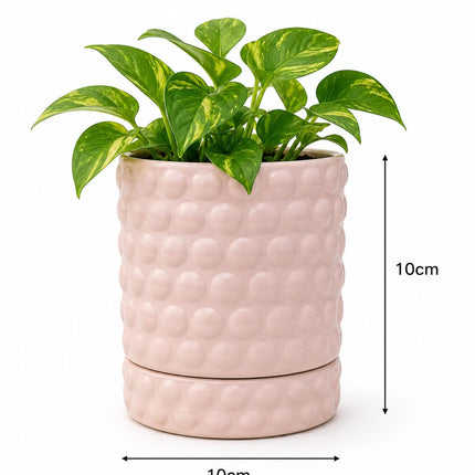Modern Ceramic Planter with Tray for Indoor Plant Decoration