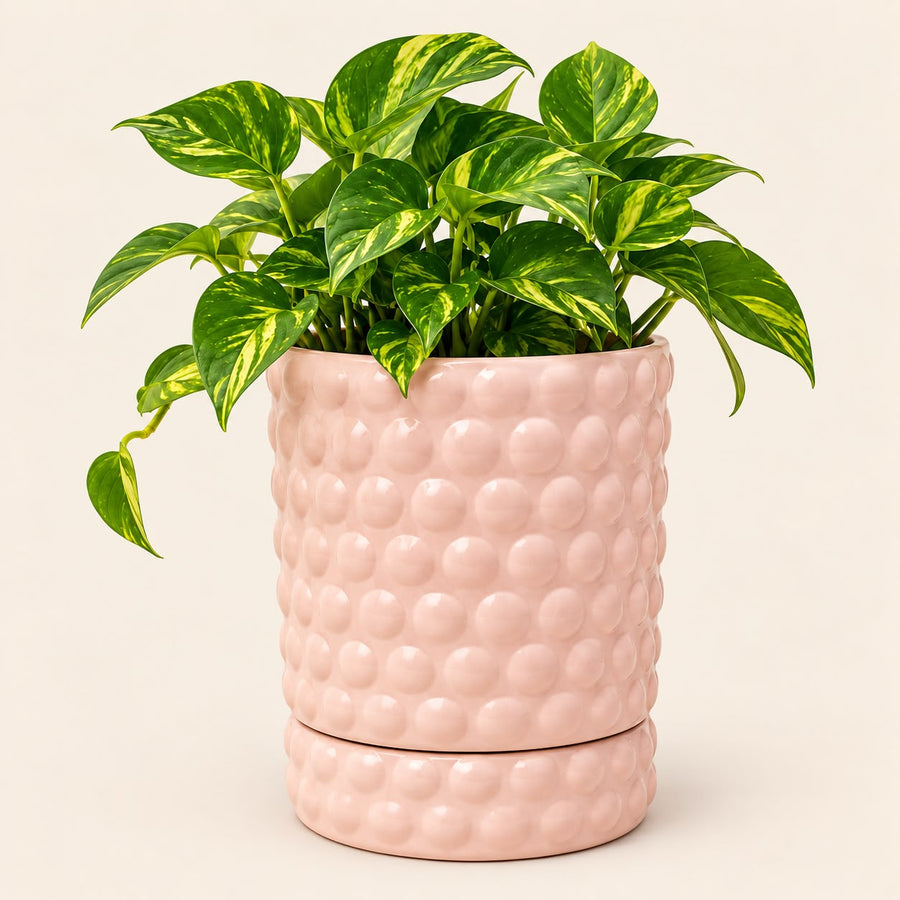 Bubble Texture Ceramic Planter Pot with Tray | Pink Decorative Pot for Indoor Plants, Home Decor & Balcony Decoration