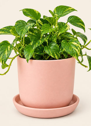 Pink Ceramic Planter Pot with Tray (10 x 12 cm) | Indoor Plant Pot for Home & Office Decor - Pctkart