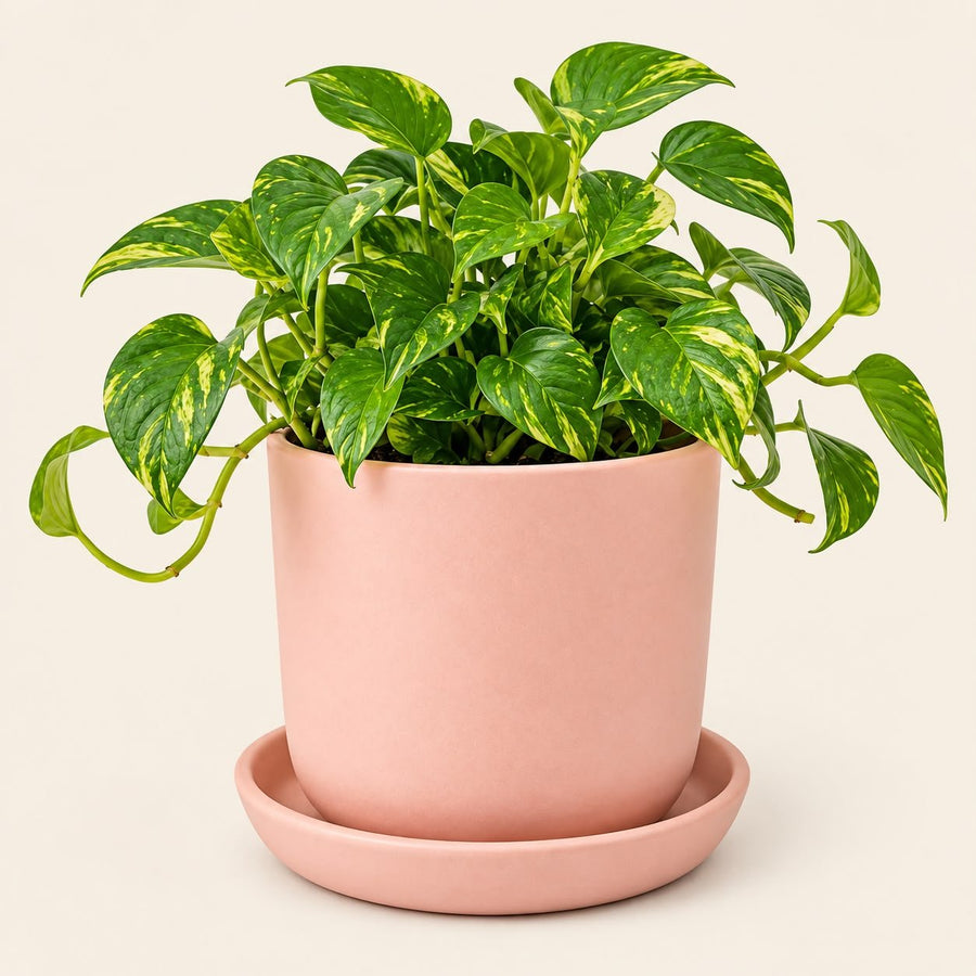 Pink Ceramic Planter Pot with Tray (10 x 12 cm) | Indoor Plant Pot for Home & Office Decor