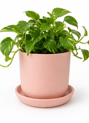 Pink Ceramic Planter Pot with Tray (10 x 12 cm) | Indoor Plant Pot for Home & Office Decor - Pctkart