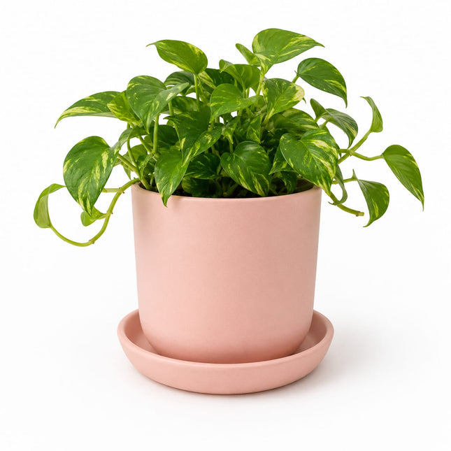 Pink Ceramic Planter Pot with Tray (10 x 12 cm) | Indoor Plant Pot for Home & Office Decor - Pctkart