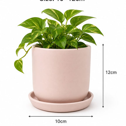 Premium pink plant pot for balcony and living room decor
