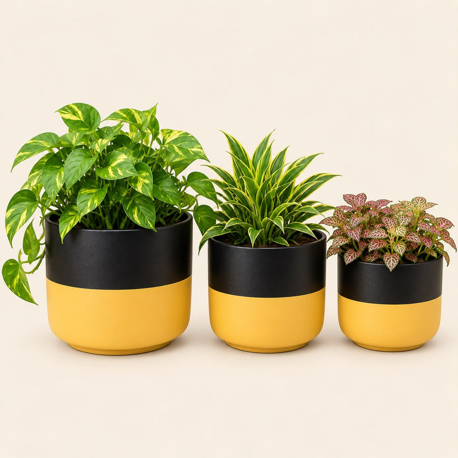Yellow & Black Ceramic Planter Set of 3 with Plants | Decorative Indoor Pots for Home Decor & Balcony Decoration